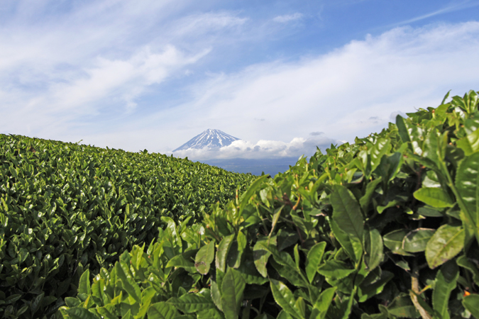 静岡の茶畑